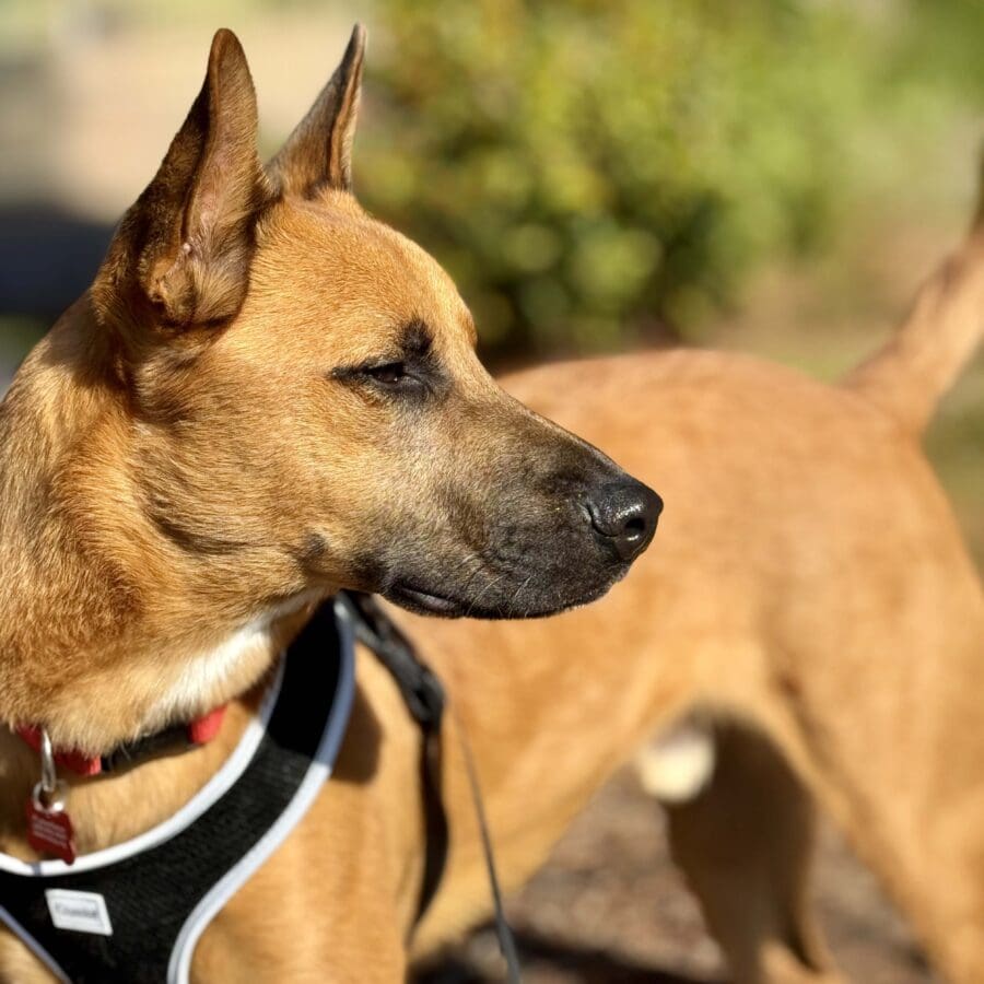 Toby Chief Happiness Officer